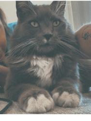 Lost Male Cat last seen East palm canyon dr , Palm Springs, CA 92264