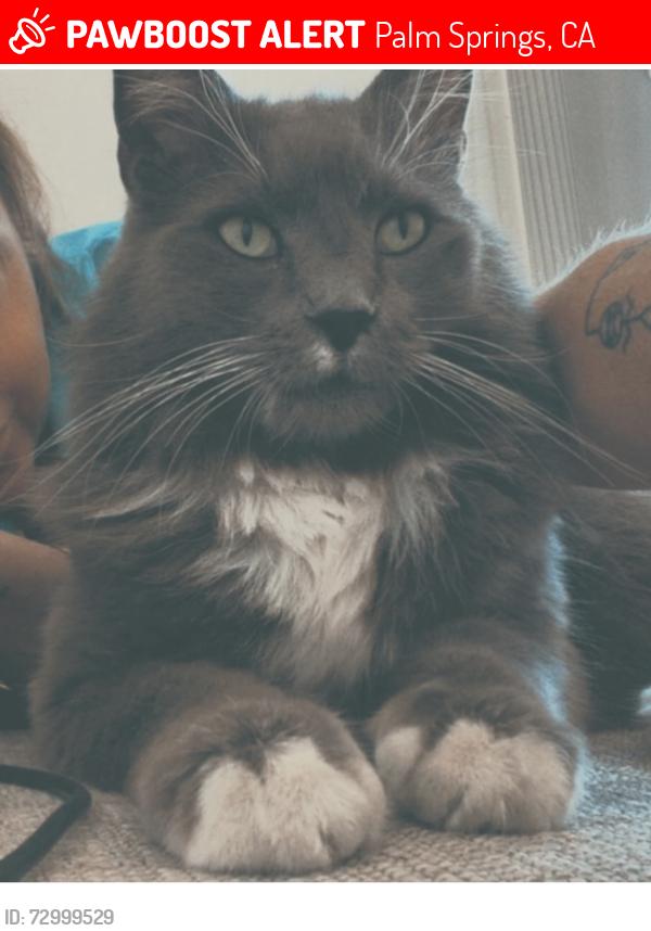 Lost Male Cat last seen East palm canyon dr , Palm Springs, CA 92264