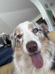 Reunited Female Dog last seen haas st, Escondido, CA 92025
