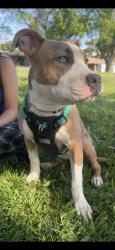Lost Female Dog last seen Veranda rd manual st around Starbucks and Albertsons, Albuquerque, NM 87111