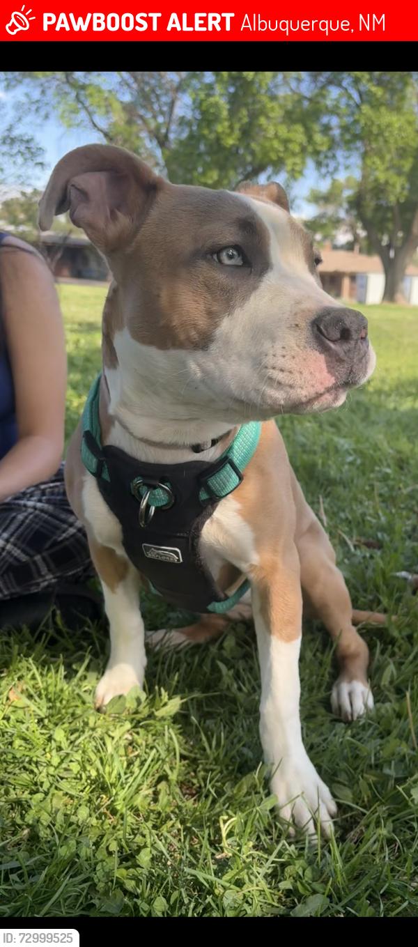 Lost Female Dog last seen Veranda rd manual st around Starbucks and Albertsons, Albuquerque, NM 87111
