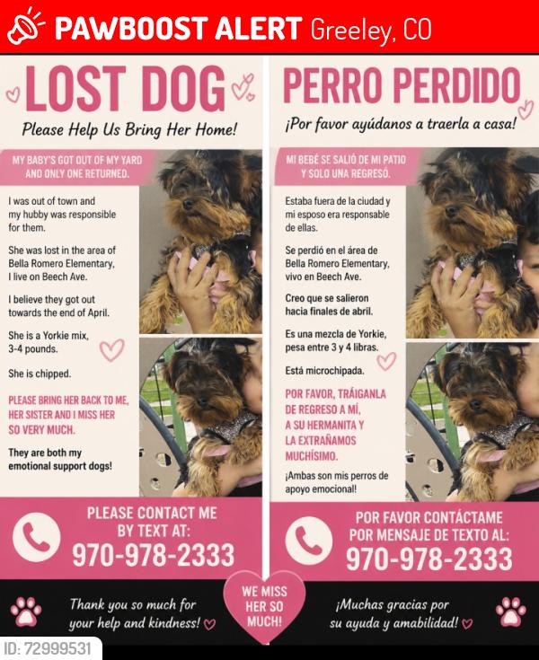 Lost Female Dog last seen Bella Romero elementary , Greeley, CO 80631