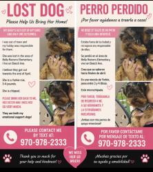 Lost Female Dog last seen Bella Romero elementary , Greeley, CO 80631