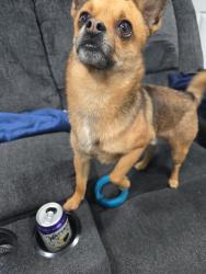 Reunited Male Dog last seen Near Lavinia Ave, Lynwood, CA 90262, USA, Lynwood, CA 90262