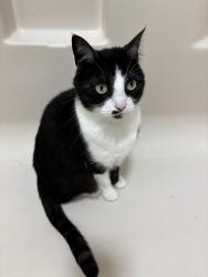 Lost Female Cat last seen Capitola Rd, Santa Cruz, CA 95062