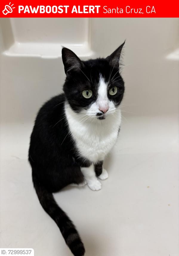 Lost Female Cat last seen Capitola Rd, Santa Cruz, CA 95062