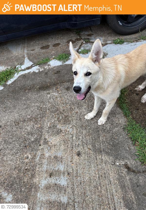 Found/Stray Female Dog last seen Hester, Whitworth, Cresser, Memphis, TN 38116