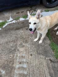 Found/Stray Female Dog last seen Hester, Whitworth, Cresser, Memphis, TN 38116