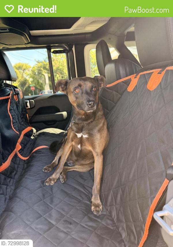 Reunited Female Dog last seen Chase and Pine, El Cajon, CA 92020