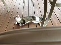 Lost Unknown Cat last seen trotwood drive and haymaker rd, Monroeville, PA 15146