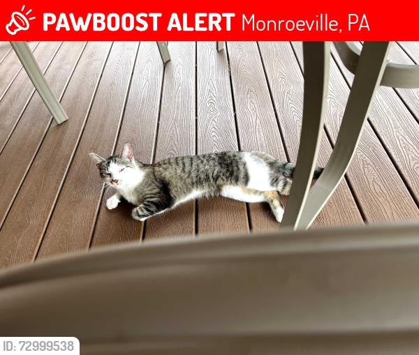 Lost Unknown Cat last seen trotwood drive and haymaker rd, Monroeville, PA 15146