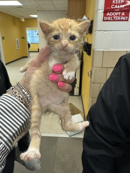 Shelter Stray Female Cat last seen Diane, 75150, , 1650 Gross Rd, Mesquite, TX 75149, USA