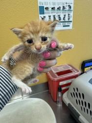 Shelter Stray Female Cat last seen Diane, 75150, , 1650 Gross Rd, Mesquite, TX 75149, USA