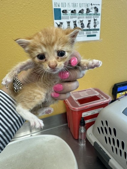 Shelter Stray Female Cat last seen Diane, 75150, , 1650 Gross Rd, Mesquite, TX 75149, USA