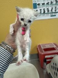 Shelter Stray Female Cat last seen Diane, 75150, , 1650 Gross Rd, Mesquite, TX 75149, USA