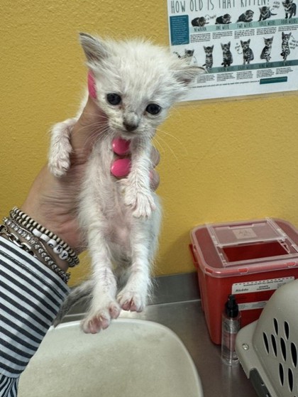 Shelter Stray Female Cat last seen Diane, 75150, , 1650 Gross Rd, Mesquite, TX 75149, USA