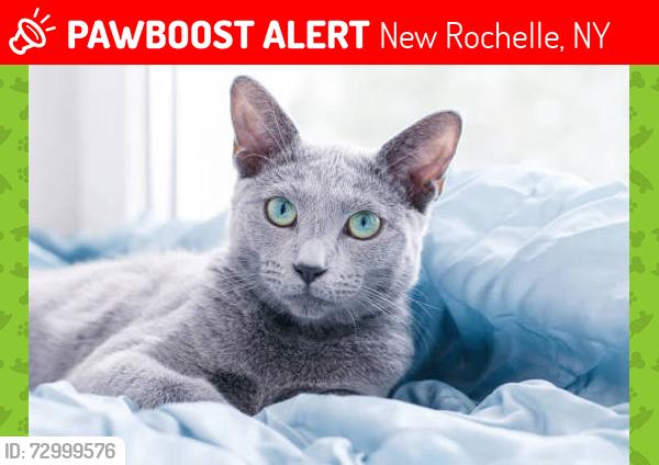 Lost Female Cat last seen Rose Hill, New Rochelle, NY 10804