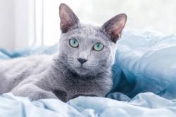 Lost Female Cat last seen Rose Hill, New Rochelle, NY 10804
