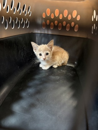 Shelter Stray Male Cat last seen w cotter, City of Alvarado, TX, 602 S Pkwy Dr, Alvarado, TX 76009, USA