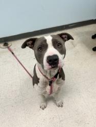 Shelter Stray Male Dog last seen , Harrison County, MS, 2615 25th Ave, Gulfport, MS 39501, USA