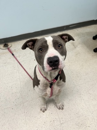 Shelter Stray Male Dog last seen , Harrison County, MS, 2615 25th Ave, Gulfport, MS 39501, USA