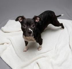 Shelter Stray Female Dog last seen Family Dollar HWY 29, CITY, SC, 150 Dexter Rd, Spartanburg, SC 29303, USA