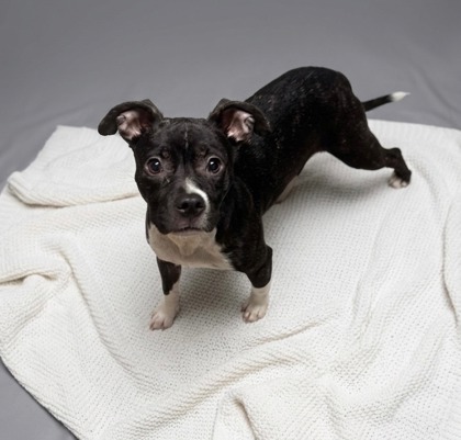 Shelter Stray Female Dog last seen Family Dollar HWY 29, CITY, SC, 150 Dexter Rd, Spartanburg, SC 29303, USA