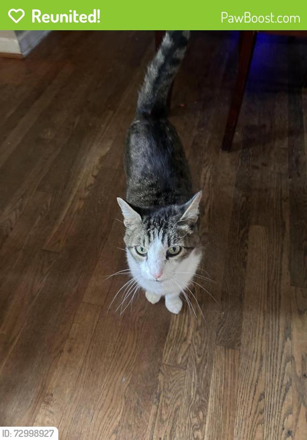 Reunited Male Cat last seen 55th Street and Outlook rd, Mission, KS 66202