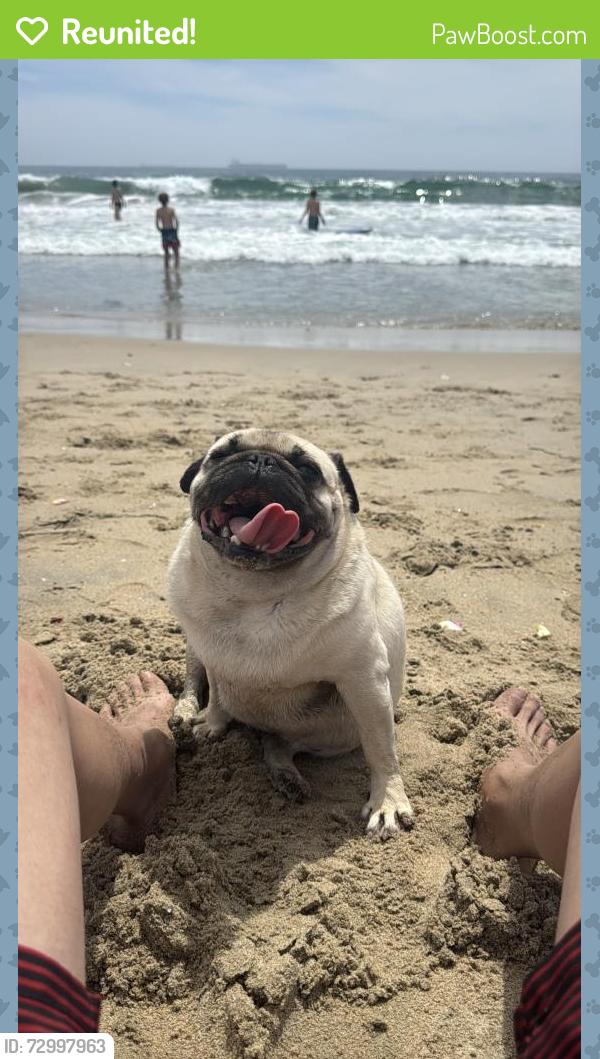 Reunited Female Dog last seen Orange Ave  and dale Ave , Anaheim, CA 92804