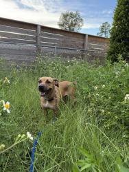 Lost Female Dog last seen Near fox rd, Astor, FL 32102