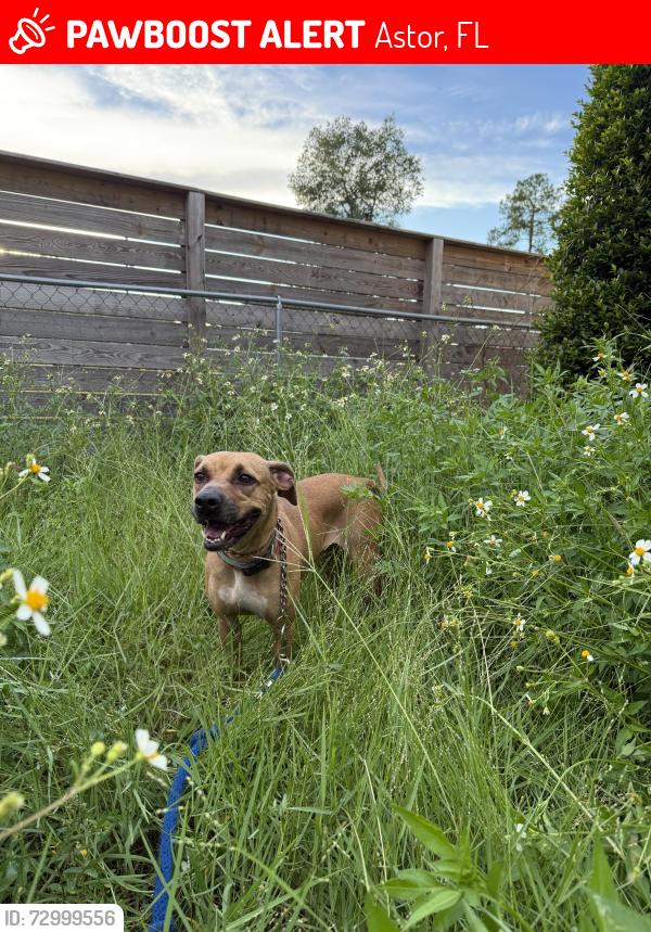 Lost Female Dog last seen Near fox rd, Astor, FL 32102