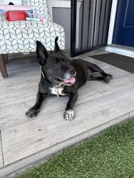 Reunited Female Dog last seen La Palma Ave, Buena Park, CA 90620