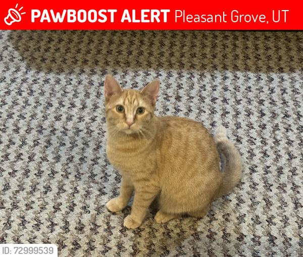 Lost Female Cat last seen Near N Sage Dr, Pleasant Grove, UT 84062