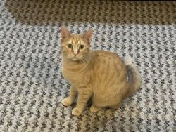 Lost Female Cat last seen Near N Sage Dr, Pleasant Grove, UT 84062