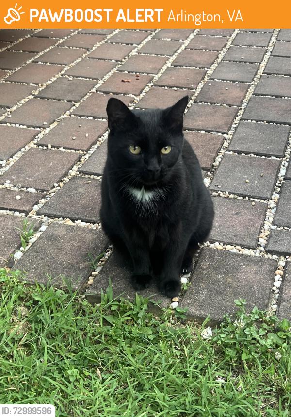 Found/Stray Unknown Cat last seen S Randolph St, S Walter Reed Drive, Arlington, VA 22206
