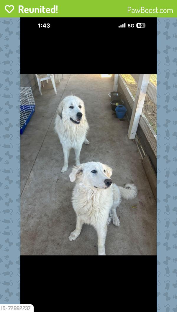 Reunited Male Dog last seen Haverford, Ramona, CA 92065