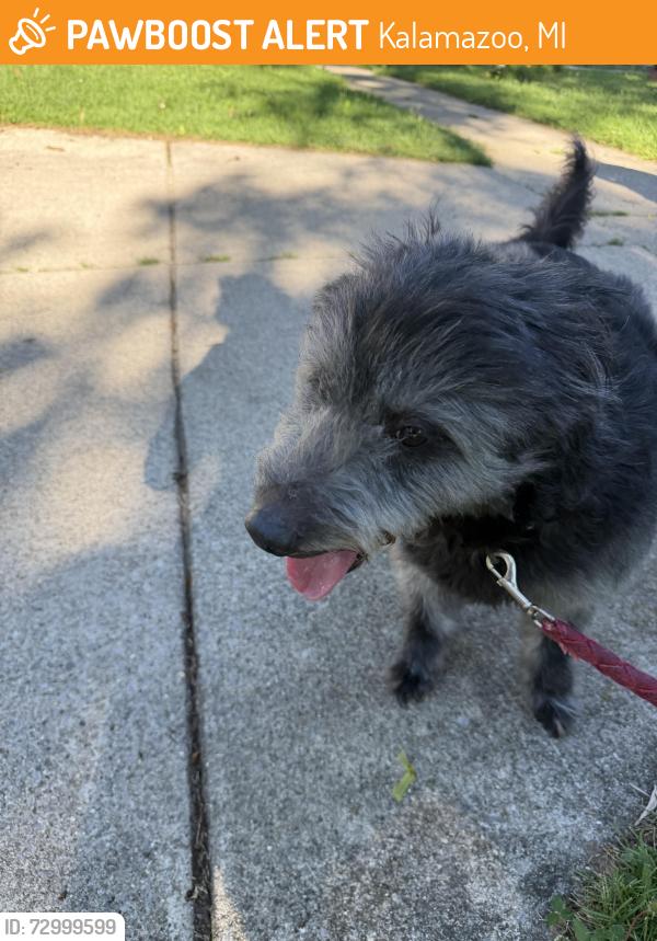Found/Stray Male Dog last seen Douglas, Kalamazoo, MI 49007