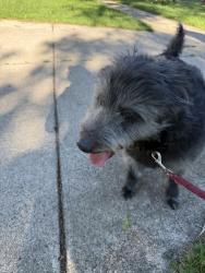 Found/Stray Male Dog last seen Douglas, Kalamazoo, MI 49007
