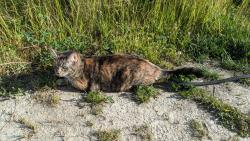 Lost Female Cat last seen Near 6th St, New Westminster, BC V3L 5H1, New Westminster, BC V3L 3B9