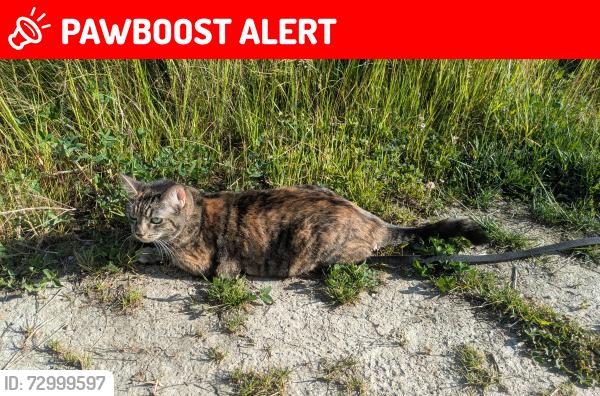 Lost Female Cat last seen Near 6th St, New Westminster, BC V3L 5H1, New Westminster, BC V3L 3B9