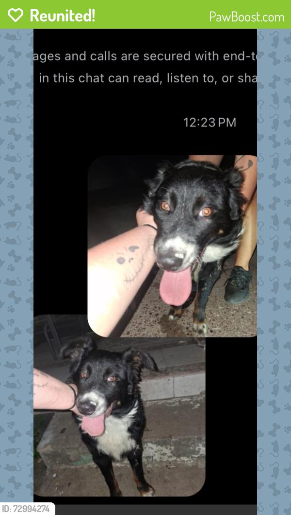 Reunited Male Dog last seen 36th st and Runnels, Fort Worth, TX 76106