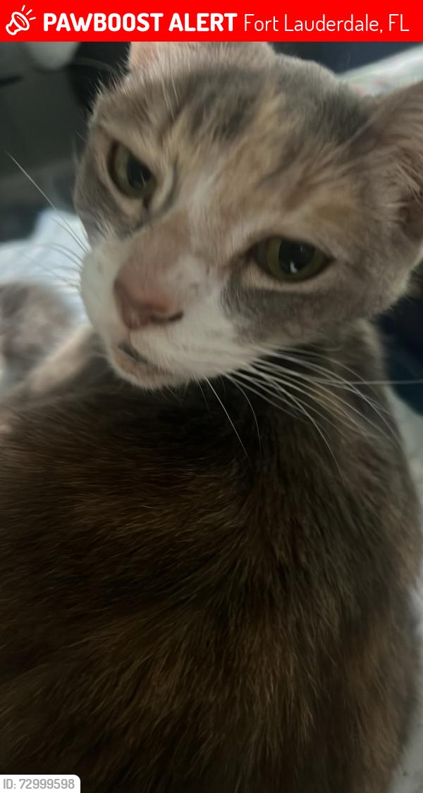 Lost Female Cat last seen SW 9th Street, Fort Lauderdale, FL 33312
