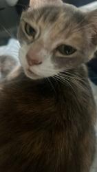 Lost Female Cat last seen SW 9th Street, Fort Lauderdale, FL 33312