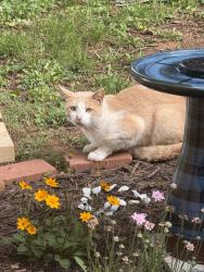 Found/Stray Male Cat last seen Fairmont Ave off of Perrymont , Lynchburg, VA 24502