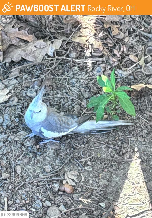 Found/Stray Unknown Bird last seen Lakeview, Rocky River, OH 44116