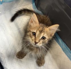 Shelter Stray Female Cat last seen S 28th Street, San Diego, CA, 92113, 5500 Gaines St, San Diego, CA 92110, USA