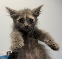 Shelter Stray Female Cat last seen S 28th Street, San Diego, CA, 92113, 5500 Gaines St, San Diego, CA 92110, USA