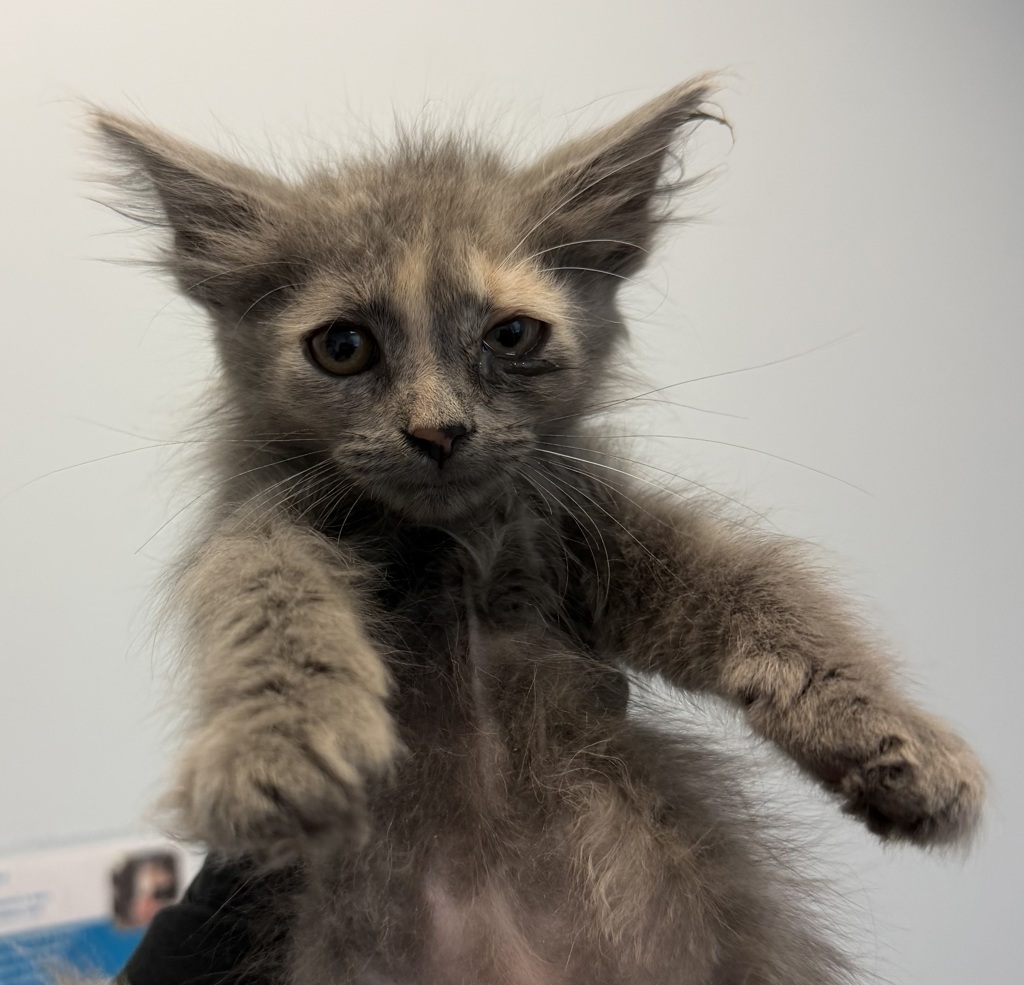 Shelter Stray Female Cat last seen S 28th Street, San Diego, CA, 92113, 5500 Gaines St, San Diego, CA 92110, USA