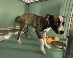 Shelter Stray Female Dog last seen Near longwood avenue, BRONX, NY, 10459, 326 E 110th St, New York, NY 10029, USA
