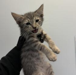 Shelter Stray Male Cat last seen S 28th Street, San Diego, CA, 92113, 5500 Gaines St, San Diego, CA 92110, USA